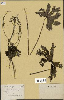 spécimen de Aconitum lycoctonum
