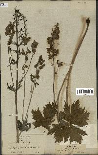 spécimen de Aconitum lycoctonum
