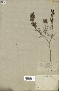 spécimen de Delphinium peregrinum