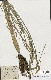 spécimen de Oryza sativa