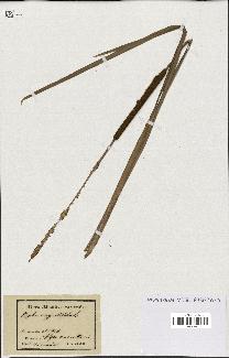 spécimen de Typha angustifolia