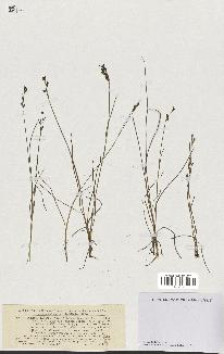 spécimen de Juncus gerardii