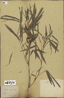 spécimen de Phyllostachys nigra