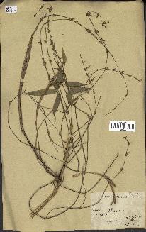 spécimen de indet.