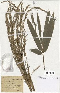spécimen de indet.