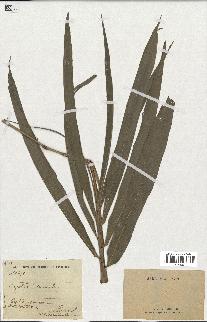 spécimen de indet.
