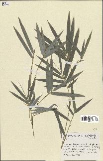 spécimen de indet.
