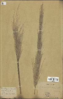 spécimen de Cortaderia selloana