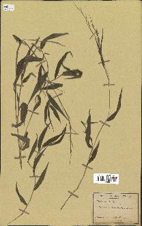 spécimen de Oplismenus setarius