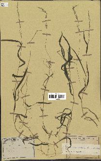 spécimen de Oplismenus setarius