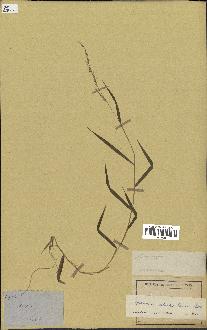 spécimen de Oplismenus setarius