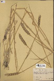 spécimen de Triticum aestivum