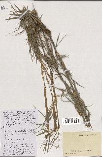 spécimen de indet.