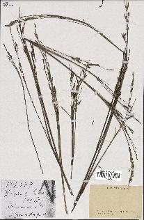 spécimen de indet.