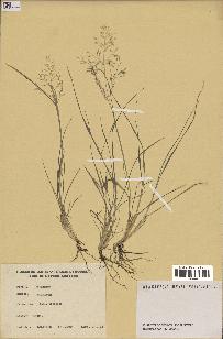 spécimen de Eragrostis sp.