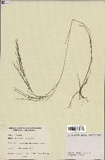 spécimen de Eragrostis tenuifolia