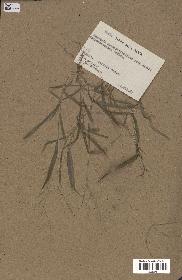 spécimen de Digitaria sp.