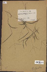 spécimen de Digitaria sp.