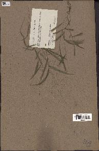 spécimen de Digitaria sp.