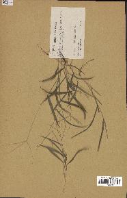 spécimen de Digitaria sp.