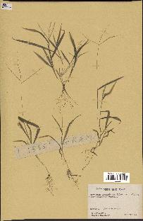 spécimen de Digitaria sp.