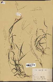 spécimen de Digitaria sp.