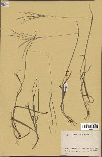 spécimen de Digitaria sp.