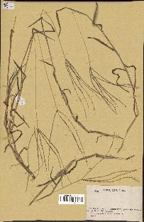 spécimen de Digitaria sp.