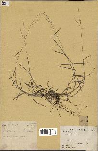 spécimen de Digitaria sp.