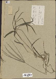 spécimen de Digitaria sp.