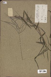 spécimen de Digitaria sp.