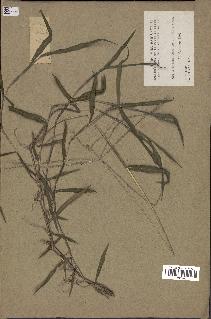 spécimen de Digitaria sp.