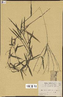 spécimen de Digitaria sp.