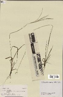 spécimen de Digitaria sp.