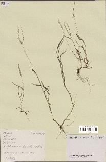 spécimen de Digitaria sp.