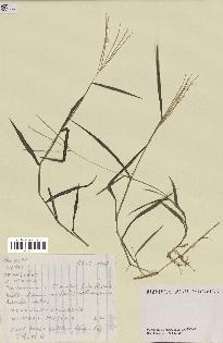 spécimen de Digitaria sp.