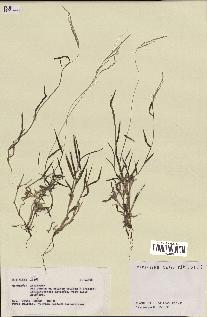 spécimen de Digitaria sp.