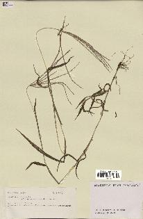spécimen de Digitaria sp.