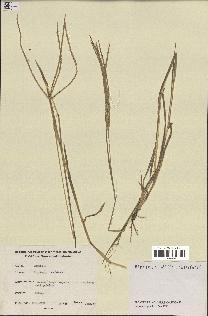 spécimen de Digitaria ciliaris