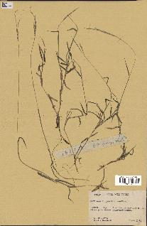 spécimen de Digitaria sp.