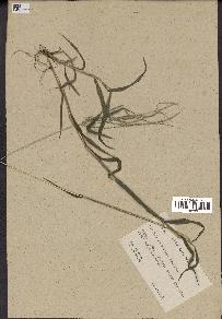 spécimen de Digitaria sp.