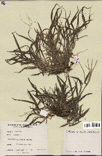 spécimen de Digitaria sp.