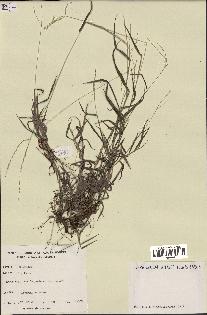 spécimen de Digitaria sp.