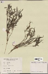 spécimen de Digitaria sp.