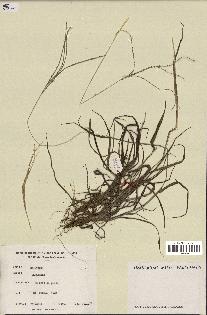 spécimen de Digitaria sp.