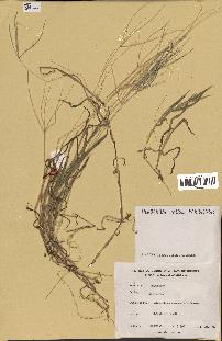 spécimen de Digitaria sp.
