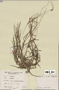 spécimen de Digitaria sp.