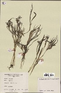 spécimen de Digitaria sp.