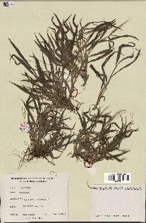 spécimen de Digitaria sp.