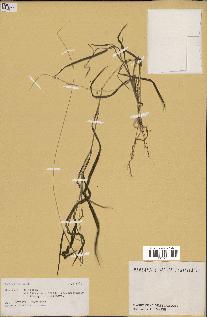 spécimen de Digitaria sp.